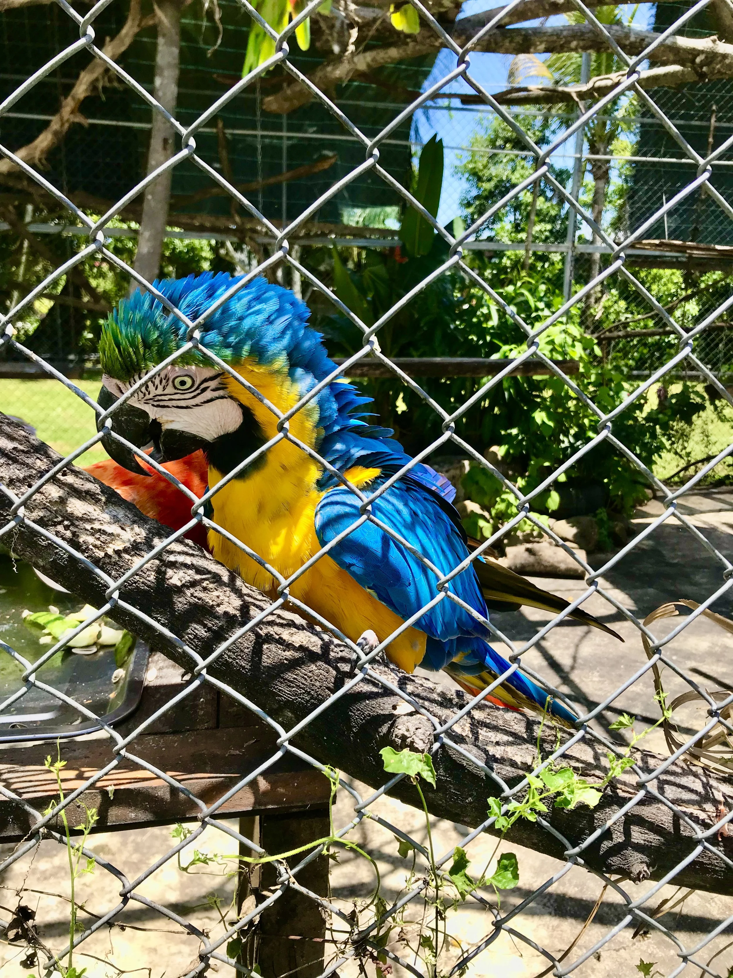 Rescue Center Costa Rica; Volunteering for a week